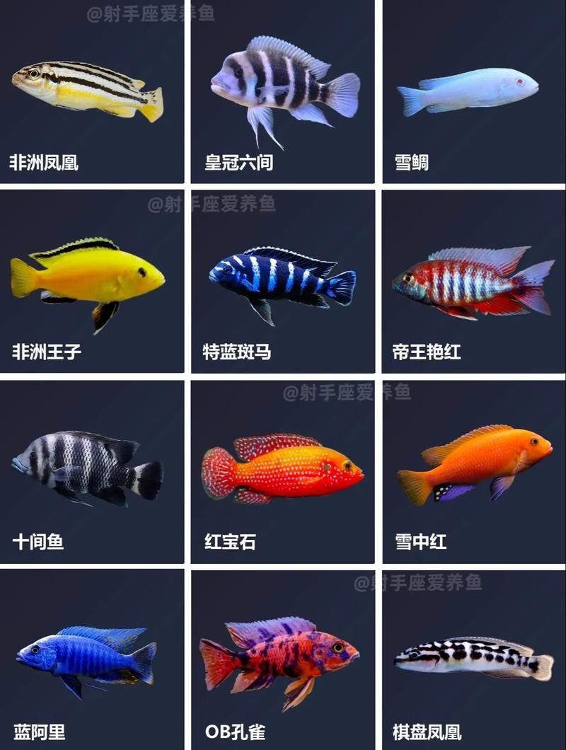 混養圖片高清版：關于混養的高清圖片資源及相關信息