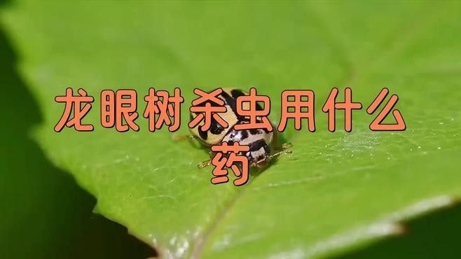 如何預(yù)防龍眼爛尾病：如何預(yù)防龍眼爛尾病（即蒂蛀蟲和霜疫霉病導(dǎo)致的果實(shí)腐爛）