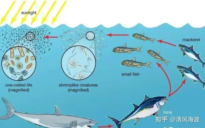 哪些因素會影響淡水海龍魚的生長？：養龍魚的五大難題揭秘，輕松應對養魚困擾! 哪些因素會影響淡水海龍魚的生長？：養龍魚的五大難題揭秘，輕松應對養魚困擾! 龍魚百科 第4張