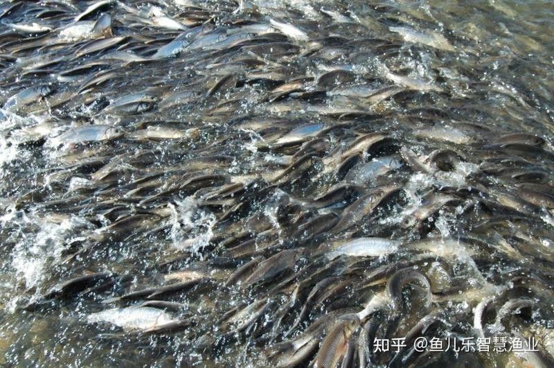 哪些因素會影響淡水海龍魚的生長？：養龍魚的五大難題揭秘，輕松應對養魚困擾! 哪些因素會影響淡水海龍魚的生長？：養龍魚的五大難題揭秘，輕松應對養魚困擾! 龍魚百科 第6張