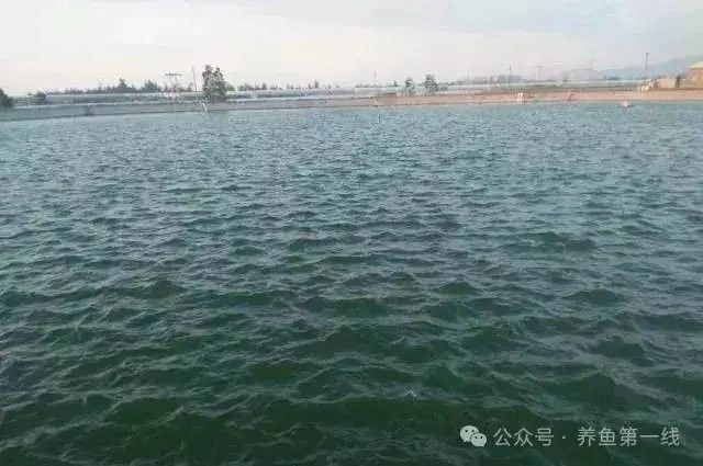 哪些因素會影響淡水海龍魚的生長？：養龍魚的五大難題揭秘，輕松應對養魚困擾! 哪些因素會影響淡水海龍魚的生長？：養龍魚的五大難題揭秘，輕松應對養魚困擾! 龍魚百科 第5張