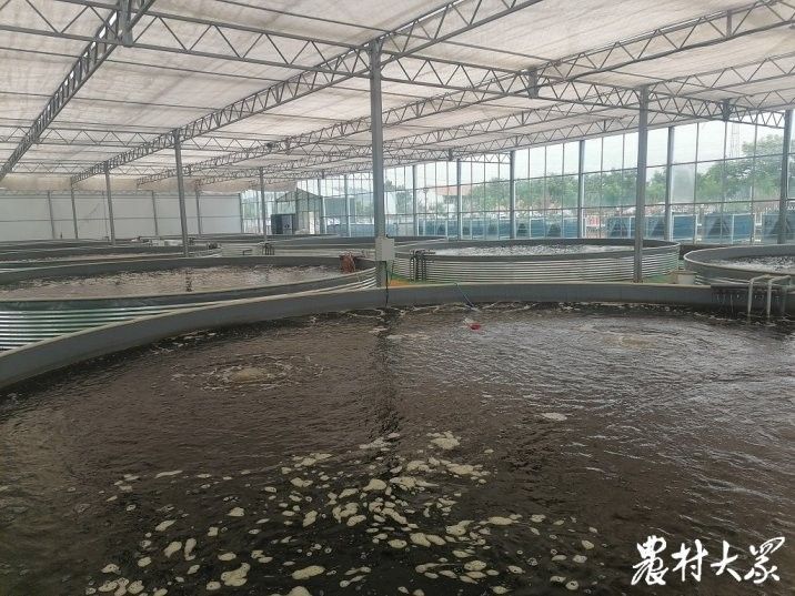 鄒城哪個水族館龍魚好？祥龍魚場龍魚：山東省鄒城市祥龍魚場龍魚種類繁多