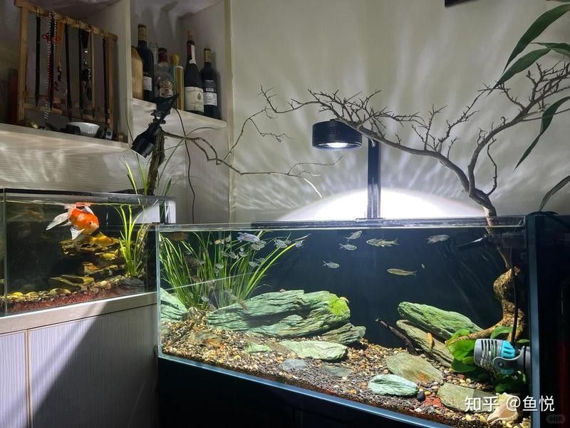 炮彈頭金龍魚多久喂一次？：金龍魚多久喂一次