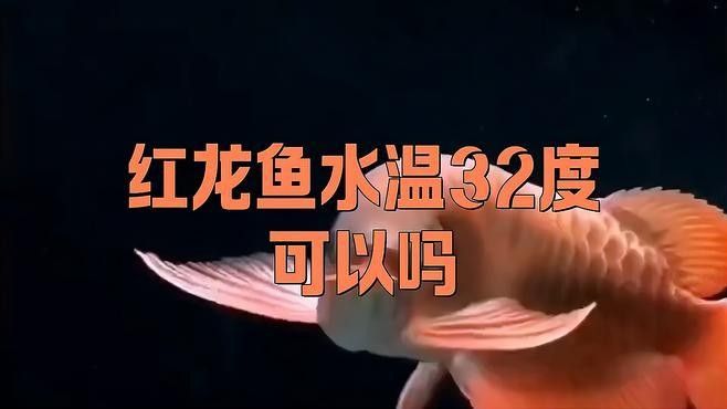 大湖紅龍魚的最佳養殖溫度是多少：大湖紅龍魚的最佳養殖溫度