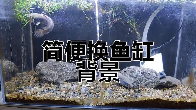 魚缸背景更換步驟：如何更換魚缸背景？