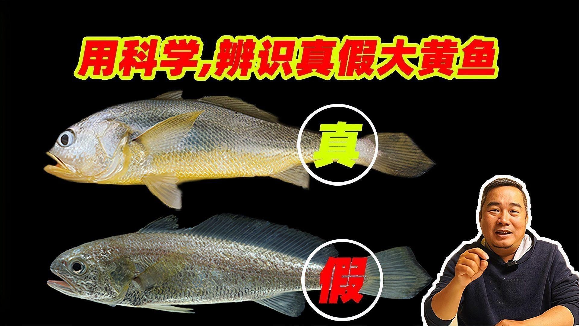 如何區(qū)分黃花魚和大黃魚：小朋美食圈，黃花魚和黃魚有什么區(qū)別