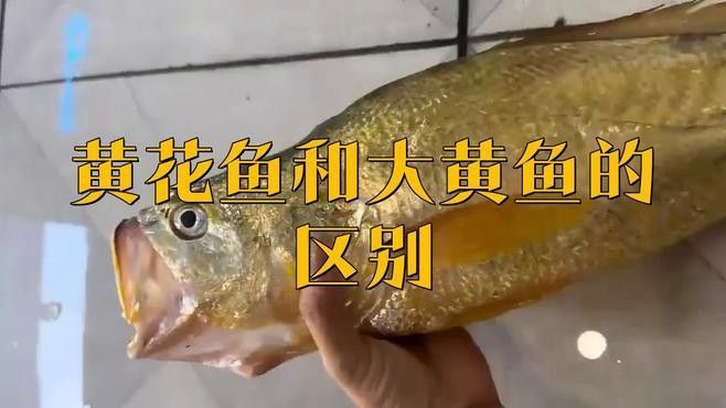 如何區(qū)分黃花魚和大黃魚：小朋美食圈，黃花魚和黃魚有什么區(qū)別