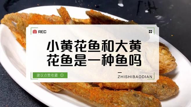如何區(qū)分黃花魚和大黃魚：小朋美食圈，黃花魚和黃魚有什么區(qū)別