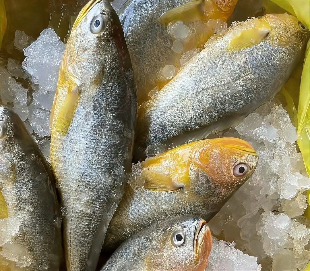 如何區(qū)分黃花魚和大黃魚：小朋美食圈，黃花魚和黃魚有什么區(qū)別