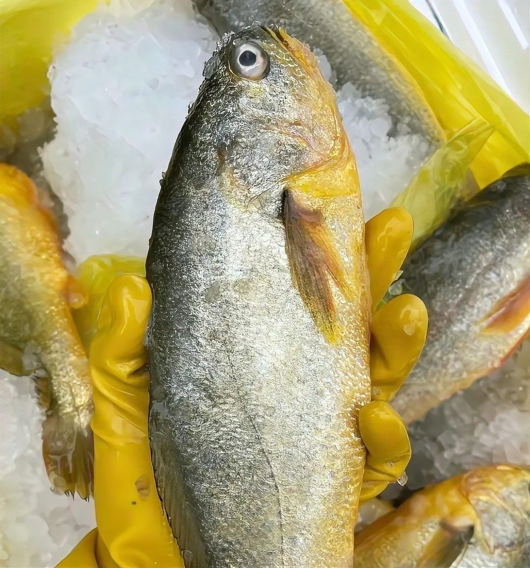 如何區(qū)分黃花魚和大黃魚：小朋美食圈，黃花魚和黃魚有什么區(qū)別