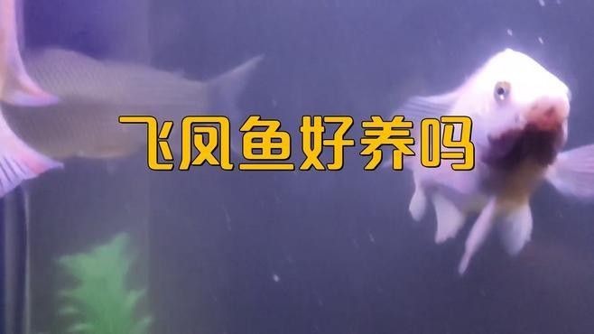 飛鳳魚和龍魚混養有哪些注意事項：鳳魚和龍魚混養的好處與注意事項與注意事項