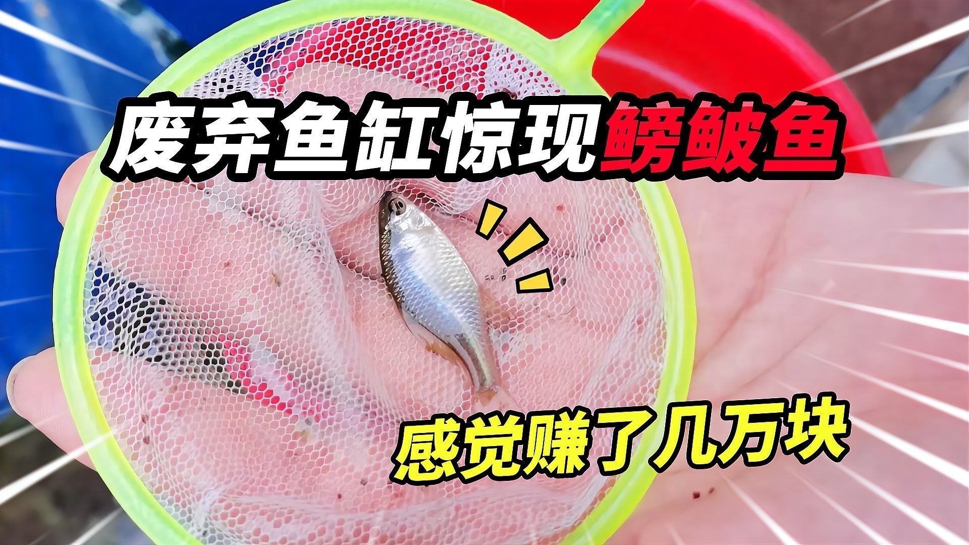 2米魚缸適合混養(yǎng)哪些魚？：2米以上的魚缸適合養(yǎng)什么魚