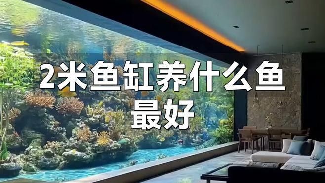 2米魚缸適合混養(yǎng)哪些魚？：2米以上的魚缸適合養(yǎng)什么魚