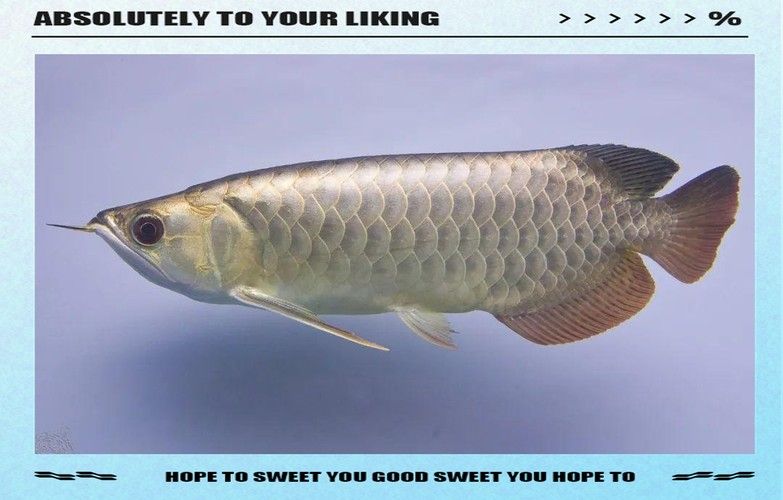 東南亞龍魚的價格是多少？：20-30公分龍魚飼養技巧與注意事項