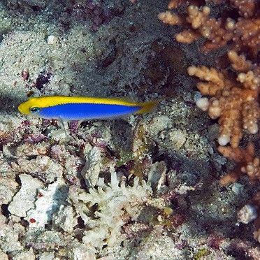 如何改造彩蝶龍魚缸以適應(yīng)海水魚：彩蝶龍魚缸改造成適合海水生物的環(huán)境適合飼養(yǎng)海水魚的環(huán)境