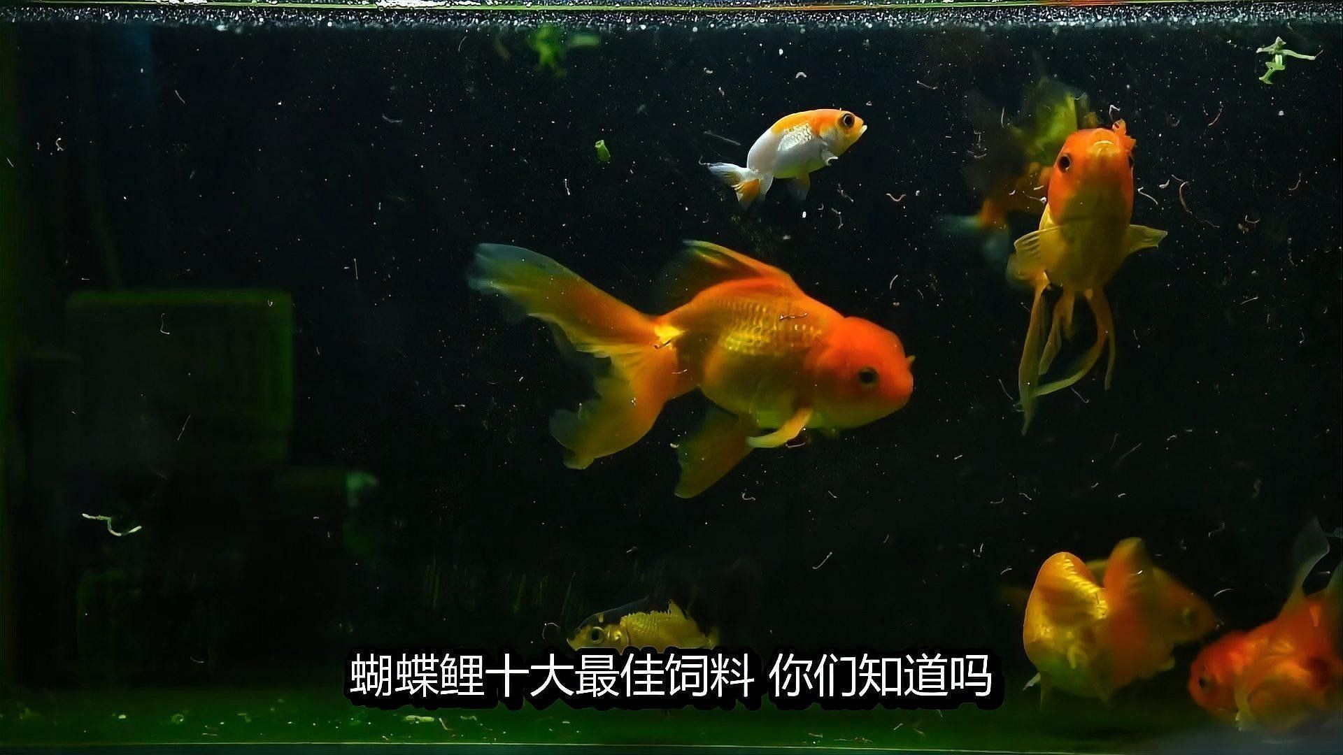 蝴蝶鯉的最佳飼料有哪些：蝴蝶鯉十大最佳飼料