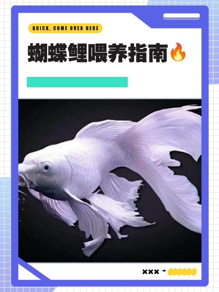 蝴蝶鯉的最佳飼料有哪些：蝴蝶鯉十大最佳飼料