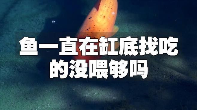 如何判斷巴卡雷龍魚是否吃飽？：如何判斷巴卡雷龍魚是否吃飽