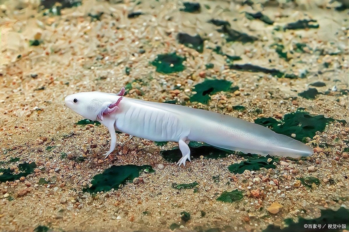六角恐龍魚不動，應(yīng)該怎么辦：六角恐龍魚不動可能是由于多種原因引起的