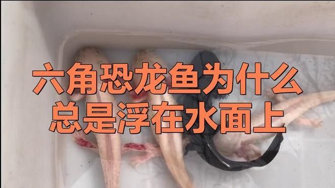 六角恐龍魚不動，應(yīng)該怎么辦：六角恐龍魚不動可能是由于多種原因引起的