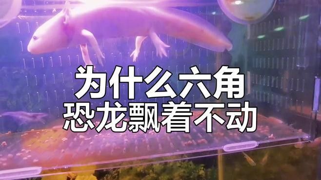 六角恐龍魚不動，應(yīng)該怎么辦：六角恐龍魚不動可能是由于多種原因引起的