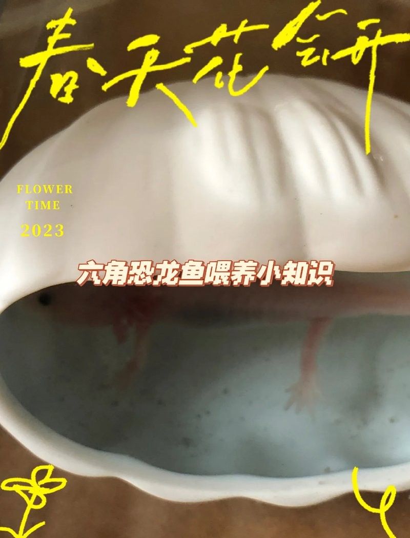 六角恐龍魚不動，應(yīng)該怎么辦：六角恐龍魚不動可能是由于多種原因引起的