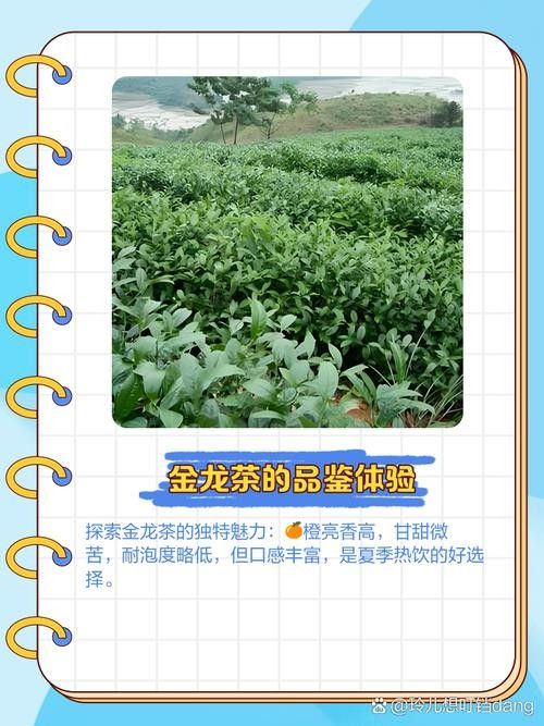 如何沖泡金龍系列茶葉？：沖泡金龍系列茶葉的基本步驟