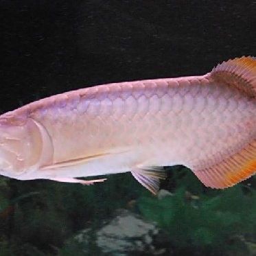 如何判斷號(hào)半龍魚是否成熟？：如何判斷半龍魚是否成熟？