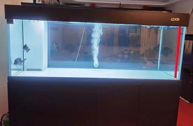 檢疫期間需要換水嗎？：新魚入缸科學檢疫全流程指南,觀賞魚水族館老板必收藏魚聞天下