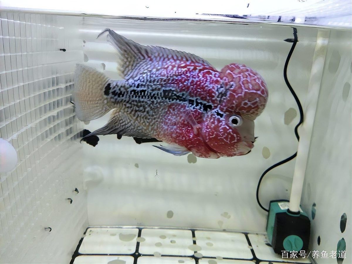 檢疫期間需要換水嗎？：新魚入缸科學檢疫全流程指南,觀賞魚水族館老板必收藏魚聞天下