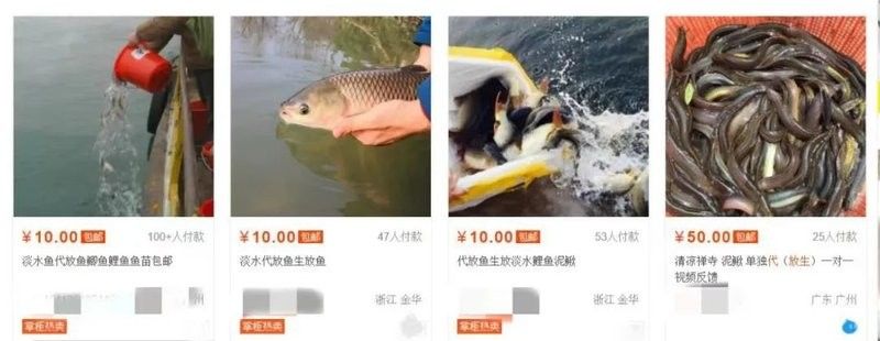 龍魚放生需要多少錢：放生龍魚需要多少錢？