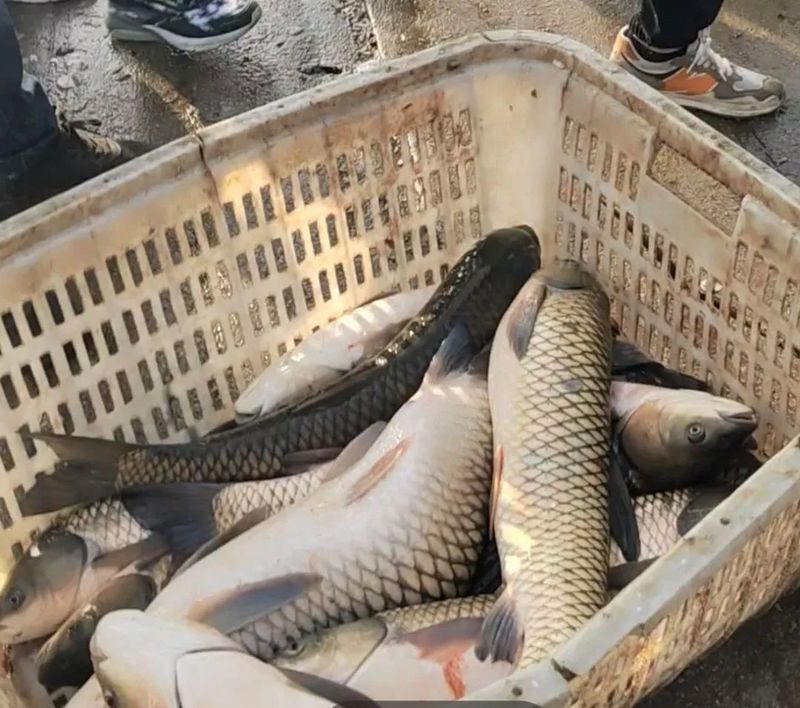 藍龍魚的市場價格波動大嗎？：藍龍魚市場價格波動受多種因素影響藍龍魚價格波動受多種因素影響