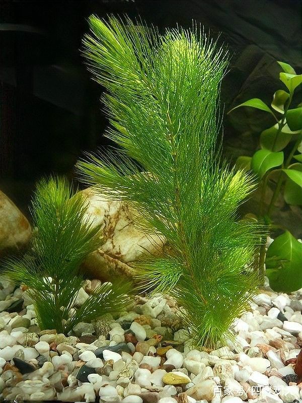 龍睛魚繁殖的最佳溫度是多少：龍睛魚怎么繁殖？