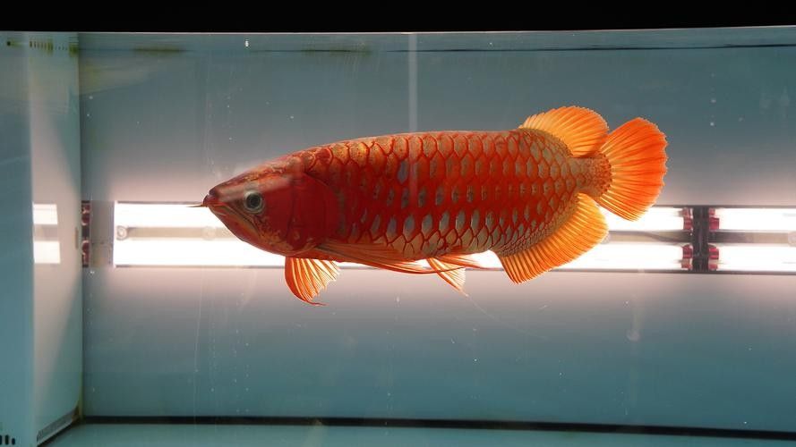 哪種龍魚更適合新手玩家：適合新手玩家的幾種龍魚品種