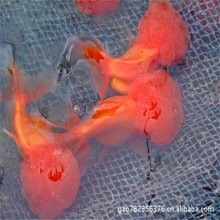 南陽哪個水族館龍魚好？祥龍魚場龍魚：南陽祥龍魚場以其優質的龍魚養殖而聞名當地知名的水族館之一