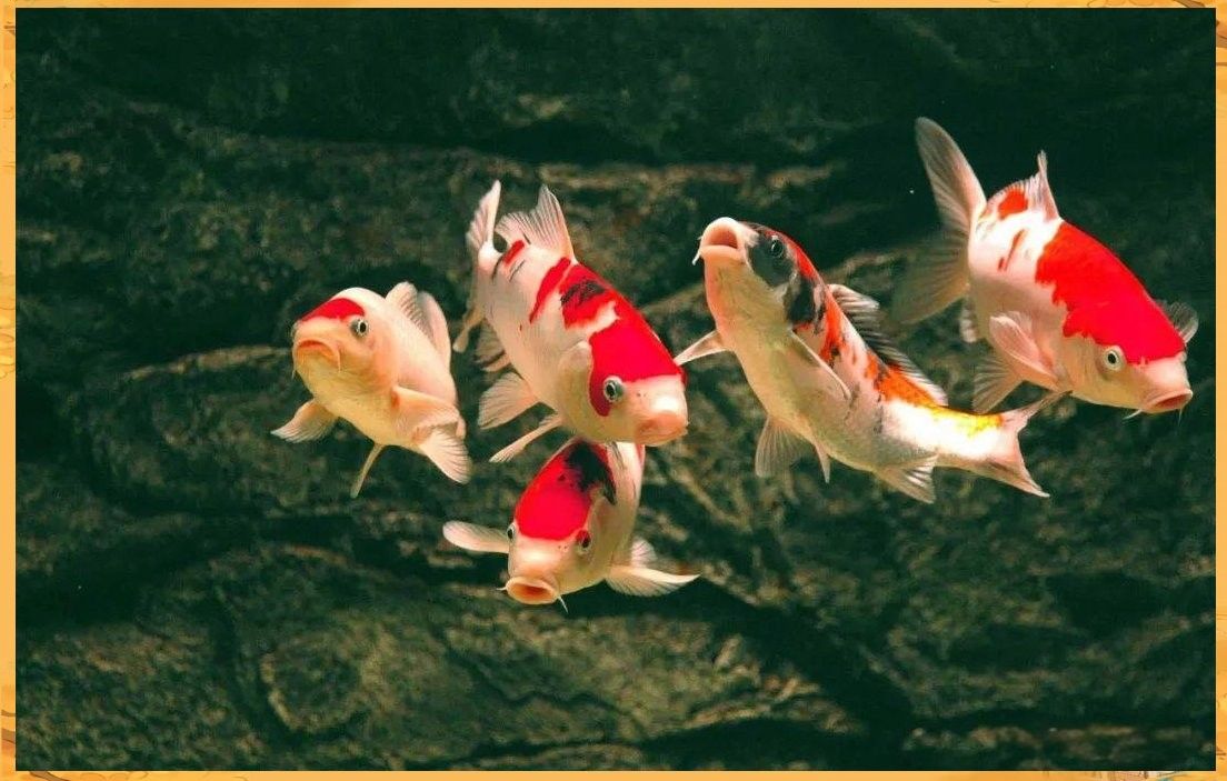 金龍魚在低溫下會怎樣：水溫下降對觀賞魚的影響及應對方法