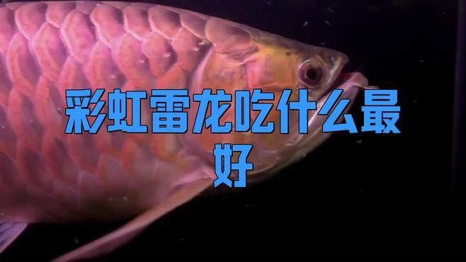 七彩雷龍魚吃什么食物最好：七彩雷龍魚發色需要哪些食物喂食頻率和食量控制