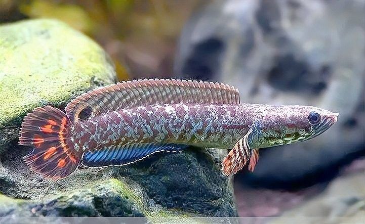 七彩雷龍魚吃什么食物最好：七彩雷龍魚發色需要哪些食物喂食頻率和食量控制