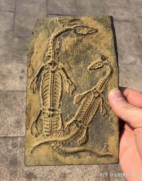 錆假龍有哪些用途：“假龍在《原神》中的主要用途