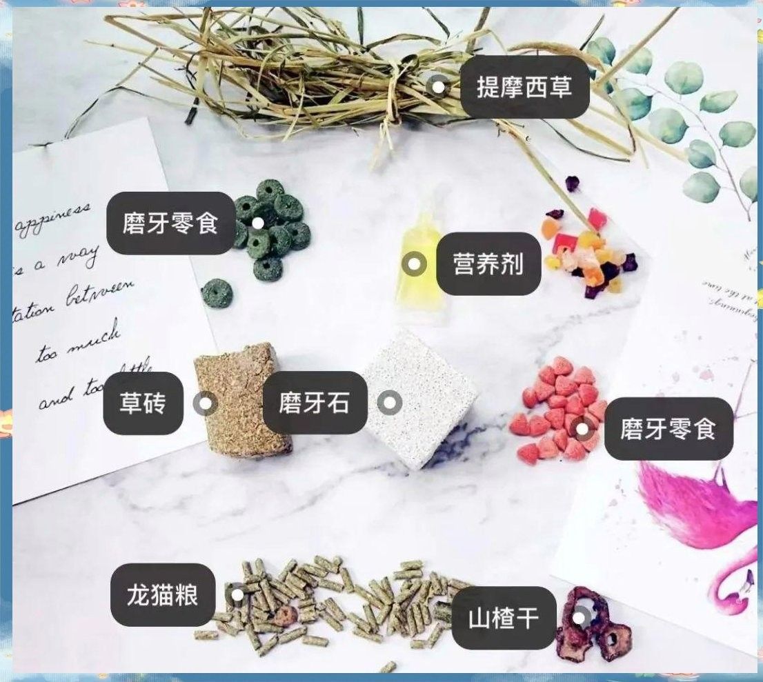 如何安全地散養龍貓：如何安全地散養龍貓，龍貓散養需要哪些準備,
