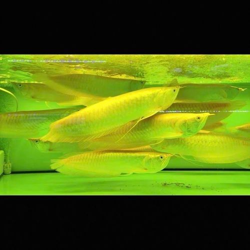 紅眼白子過背金龍魚的特點是什么：紅眼白子過背金龍魚