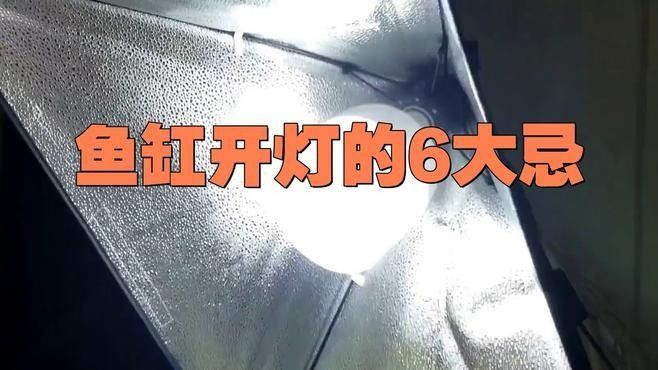 金龍魚缸的光照時間如何調整：如何調整金龍魚缸光照時間