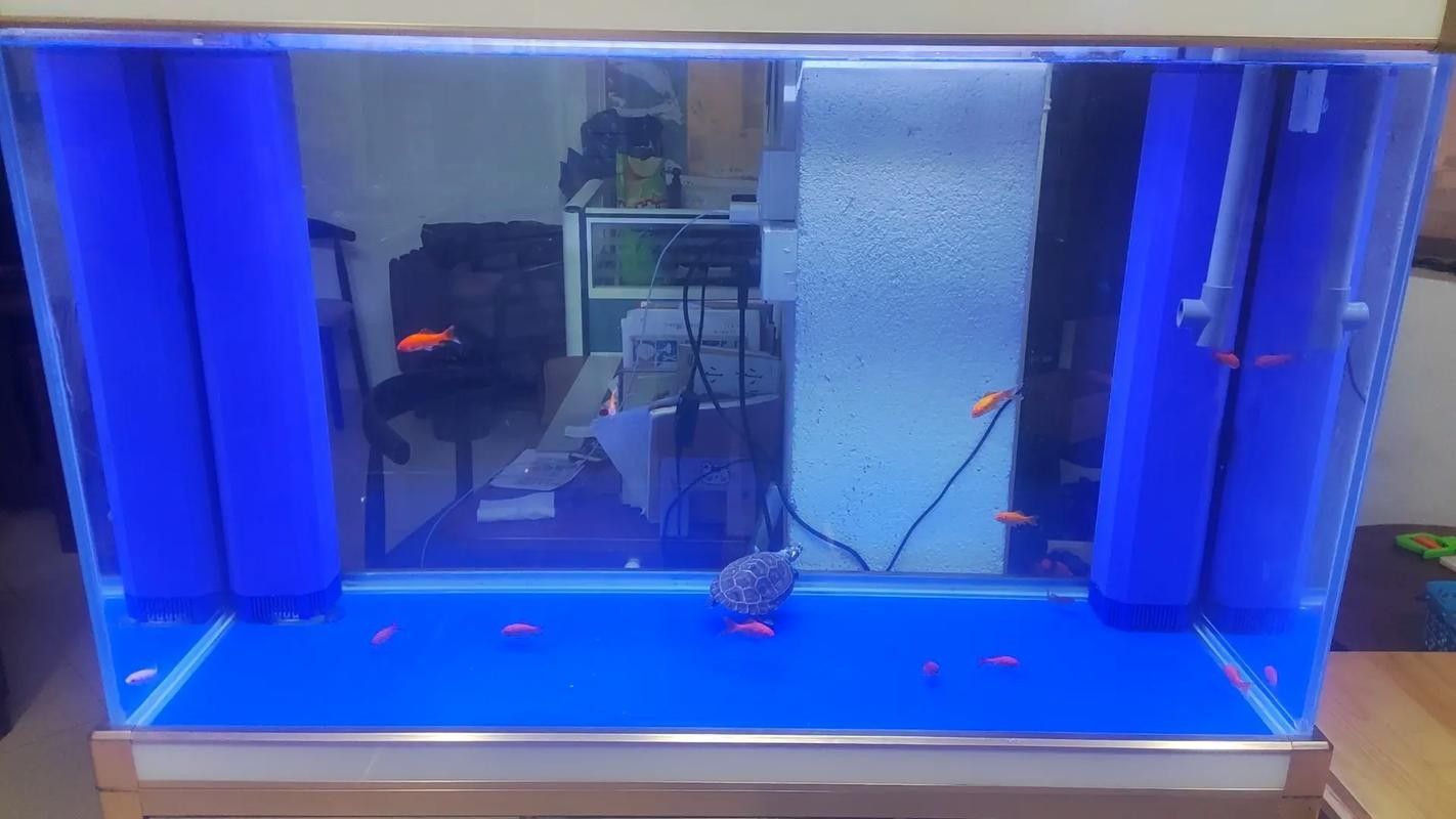 金龍魚缸的光照時間如何調整：如何調整金龍魚缸光照時間