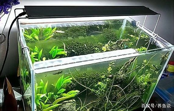 金龍魚缸的光照時間如何調整：如何調整金龍魚缸光照時間