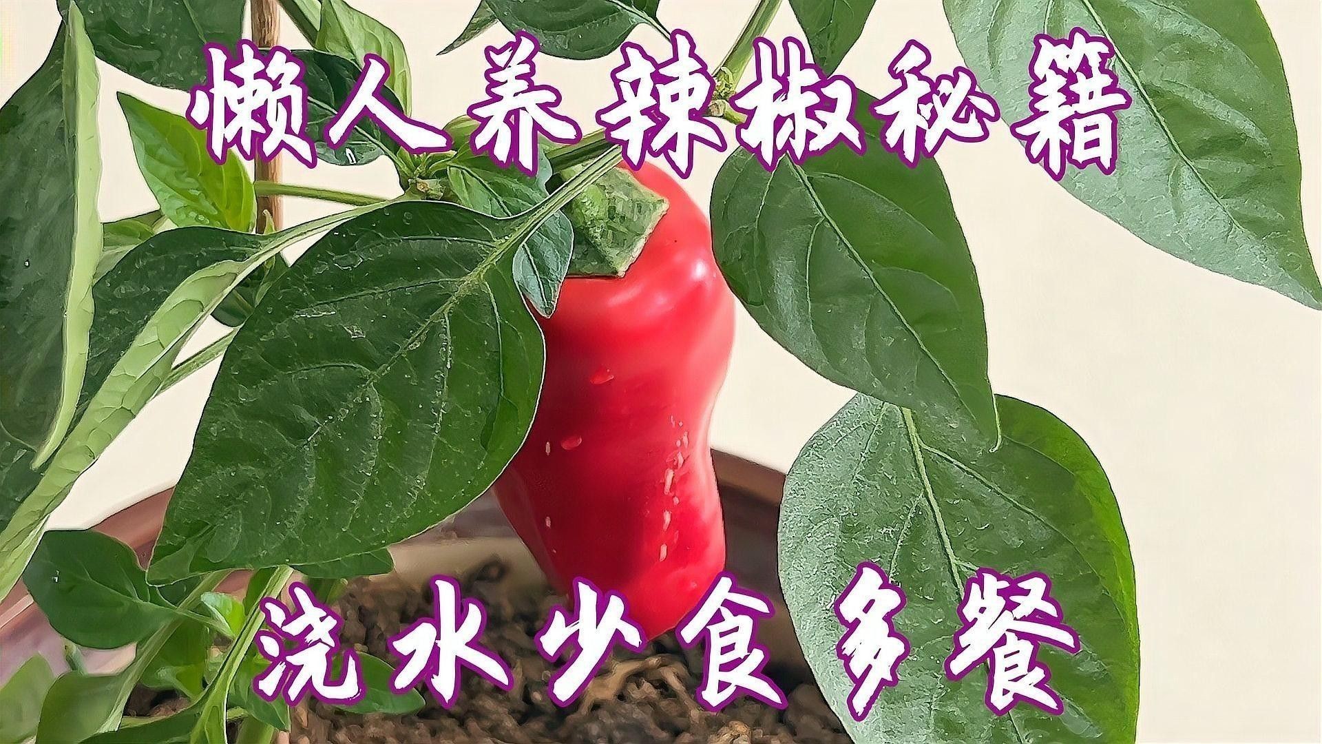紅龍辣椒多久澆一次水？：紅龍辣椒澆水頻率的詳細指南