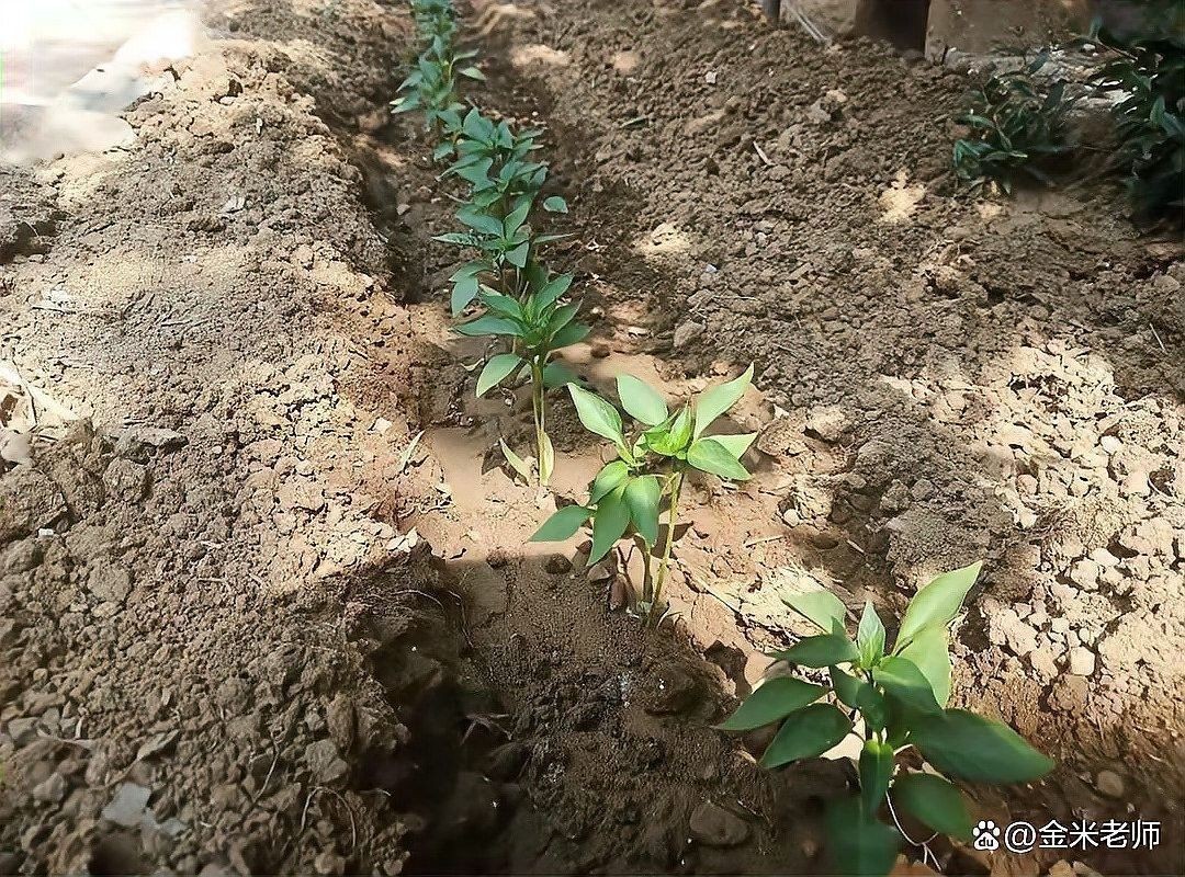 紅龍辣椒多久澆一次水？：紅龍辣椒澆水頻率的詳細指南