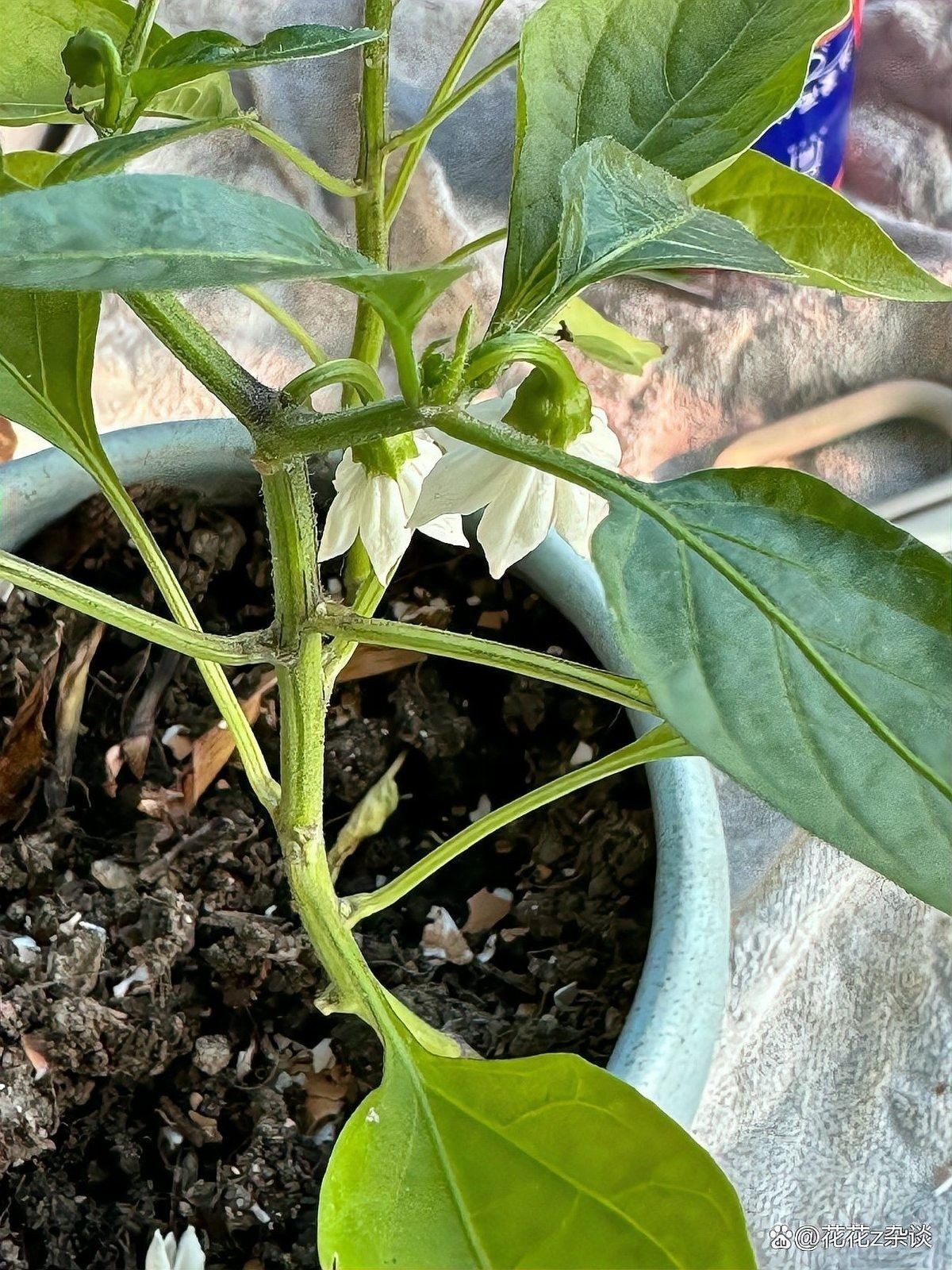紅龍辣椒多久澆一次水？：紅龍辣椒澆水頻率的詳細指南