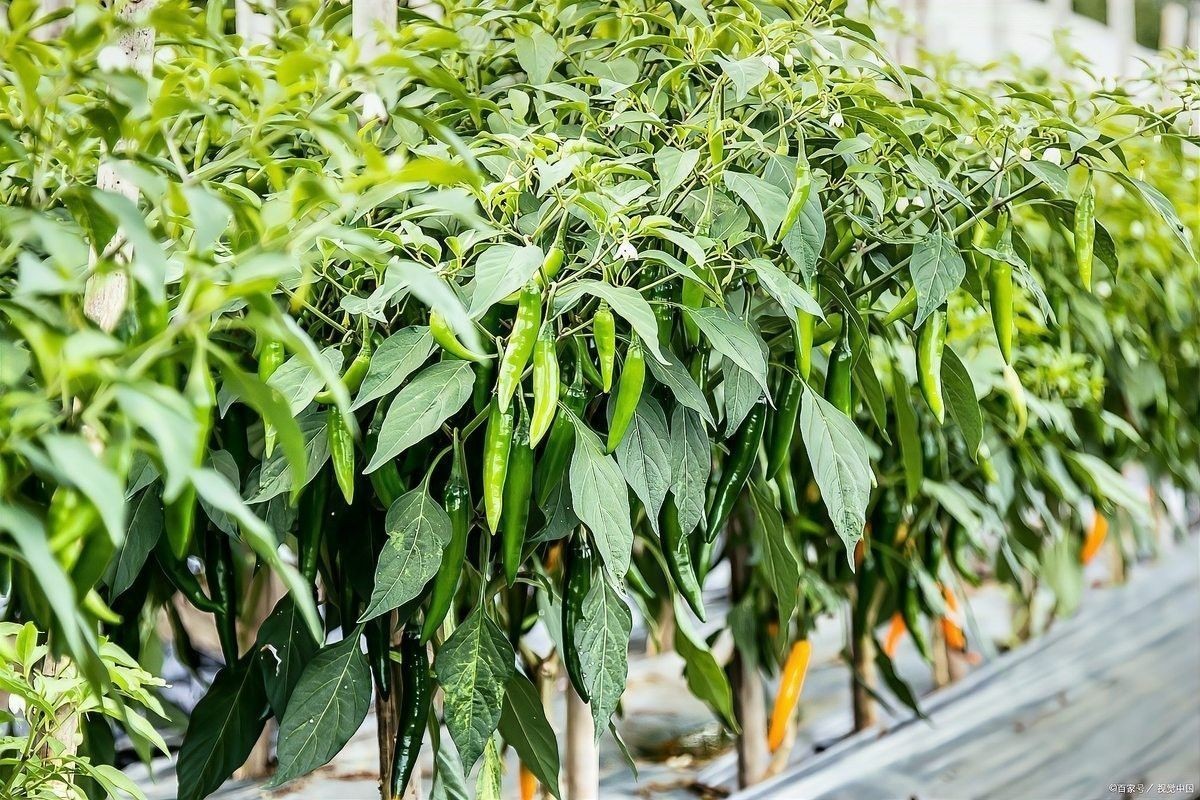 紅龍辣椒多久澆一次水？：紅龍辣椒澆水頻率的詳細指南