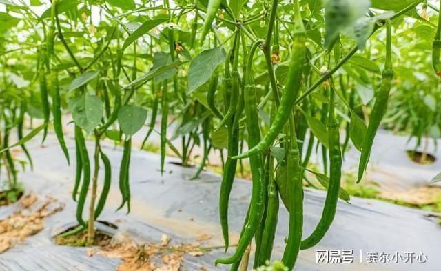 紅龍辣椒多久澆一次水？：紅龍辣椒澆水頻率的詳細指南