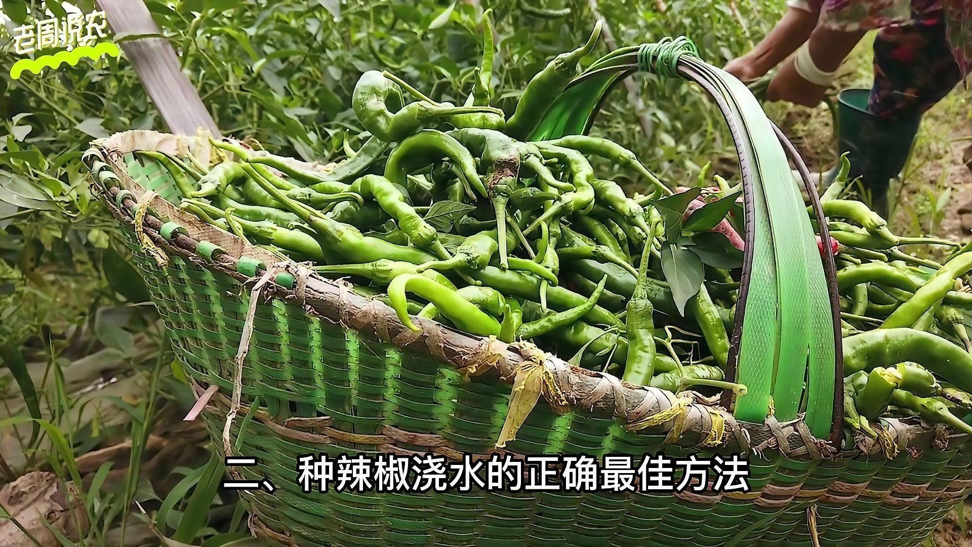 紅龍辣椒多久澆一次水？：紅龍辣椒澆水頻率的詳細指南